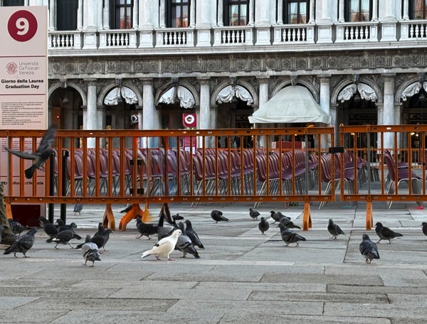 Graduation setup - Piazza di San Marco