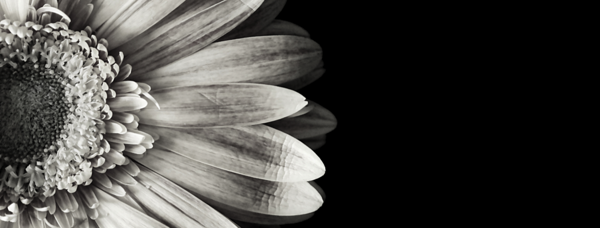 photo of daisy flower in black and white