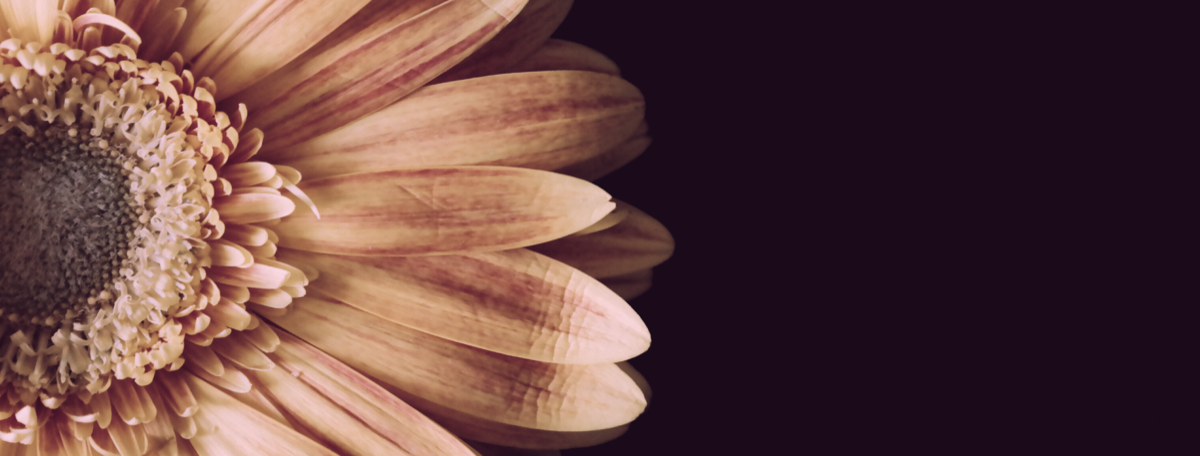 photo of daisy flower with blush tint