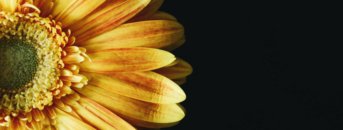 photo of yellow daisy flower with orange stripes